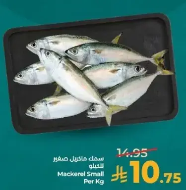 سمك ماكريل صغير