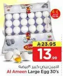 الامين بيض كبير 30