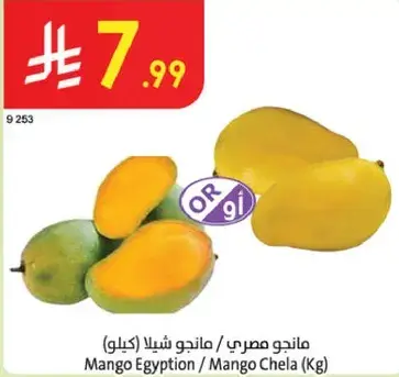 مانجو مصري / مانجو شيلاء (كيلو)
