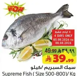 سمك السبيريم / كيلو