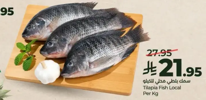 سمك بلطي محلي للكilo
