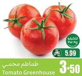 طماطم محمي