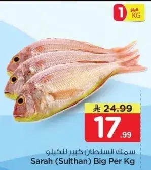 سمك السلطان كبير للكيلو