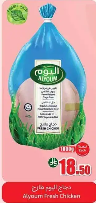 دجاج اليوم طازج
