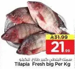 سمك البلطي كبير للكيلو