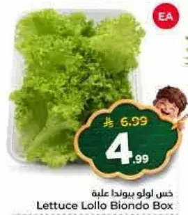 Lettuce Lolo Biondo Box