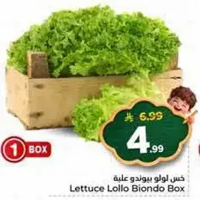 Lettuce Lollo Biondo Box