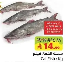Cat Fish/Kg