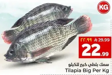 سمك بلطي كبير للكيلو