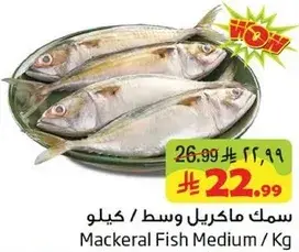 سمك ماكريل وسط / كيلو