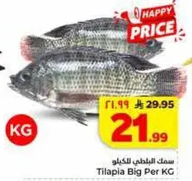 سمك البلطي الكبير للكيلو