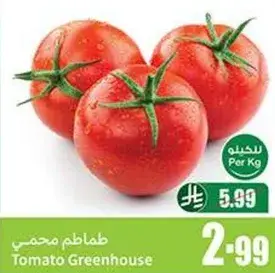 Greenhouse tomatoes, per kg.