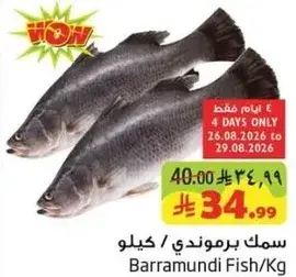 Barramundi Fish/Kg