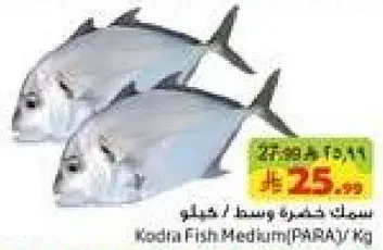 Kodra Fish Medium (PARA) / Kg