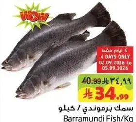 Barramundi Fish / Kg