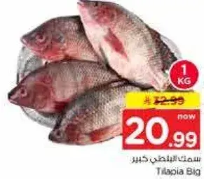 سمك البلطي كبير 1 كجم