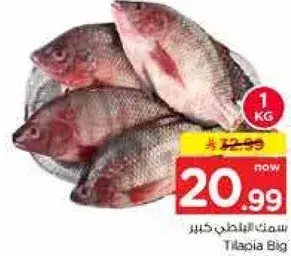 سمك الفلطي كبير