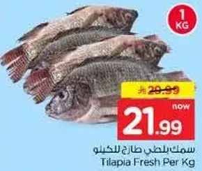 سمك بلطي طازج للكيلو