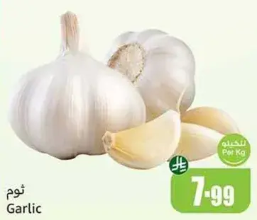 Garlic