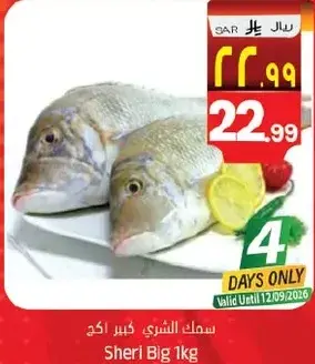 سمك الشري كبير 1 كغ