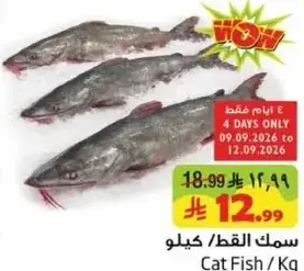 سمك القط / كيلو