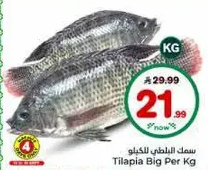 Tilapia Big Per Kg