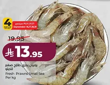 روبيان بحري طازج صغير للكيلو
