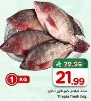 Tilapia fresh big