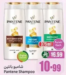 شامبو بانتين