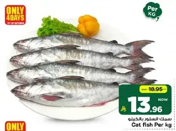 Cat Fish Per Kg