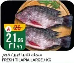 Fresh Tilapia Large / KG