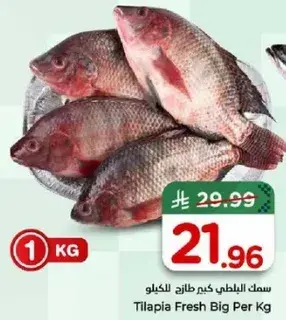 سمك البلطي كيم طازج للكيلو