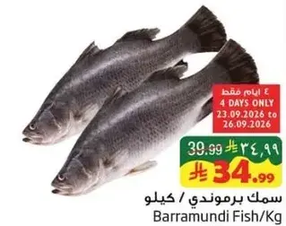 Barramundi Fish/Kg