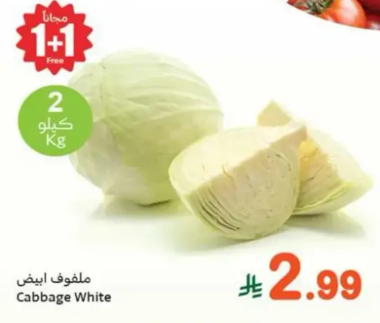 ملفوف ابيض